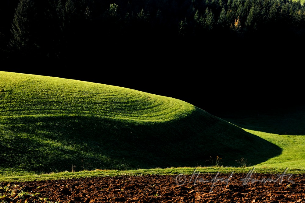 sanft hügelige Felder und Wald im Morgennebel
