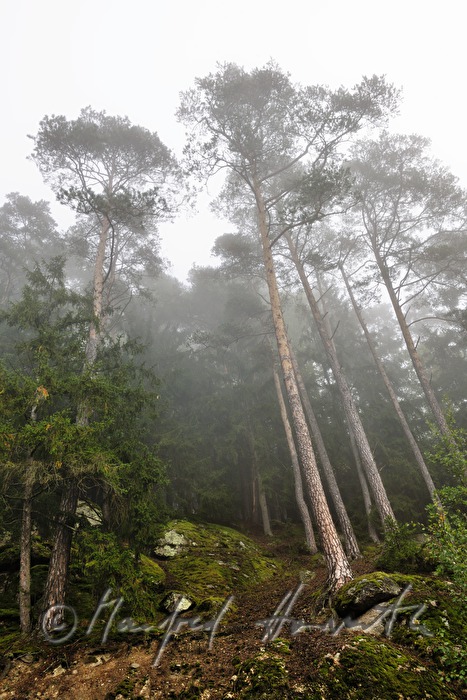Föhren im Mischwald mit Nebel und Findlingen