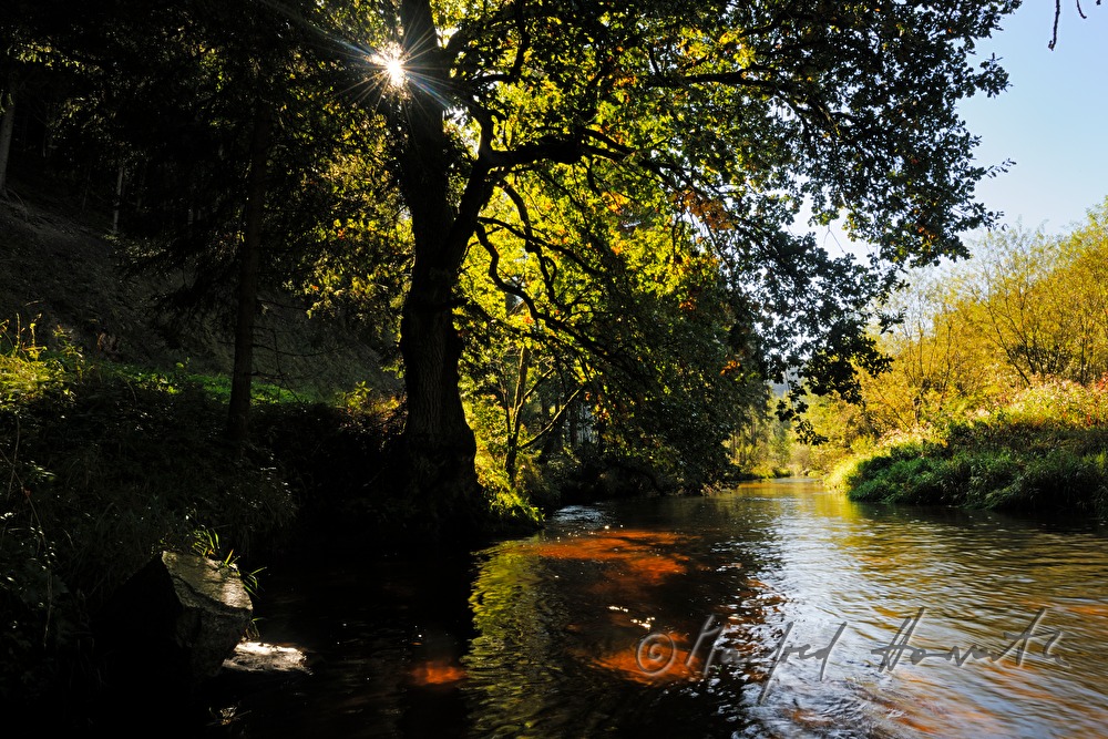 Flussufer der Waldaist