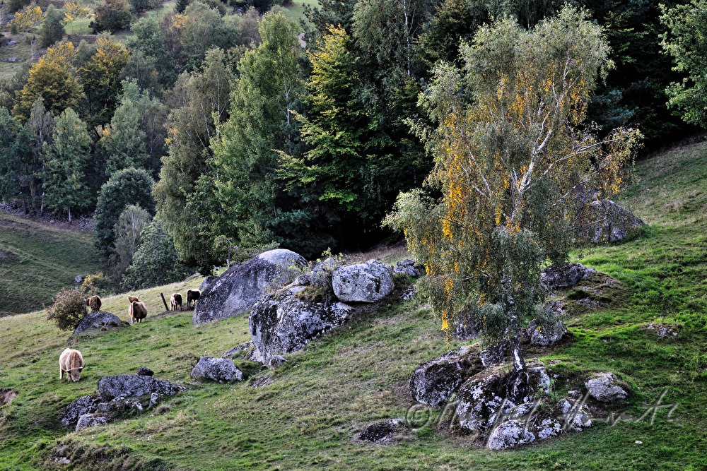 Kuhherde auf der Weide bei den Granitfindlingen