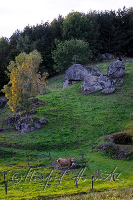 Kuhherde auf der Weide bei den Granitfindlingen