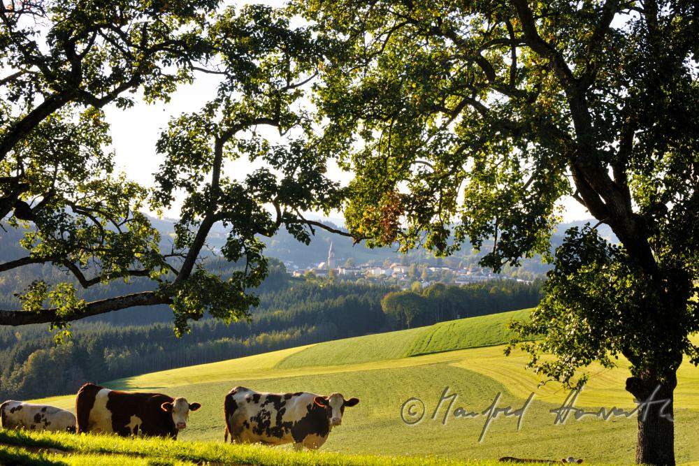 Kühe auf der Weide unter einem Birnenbaum
