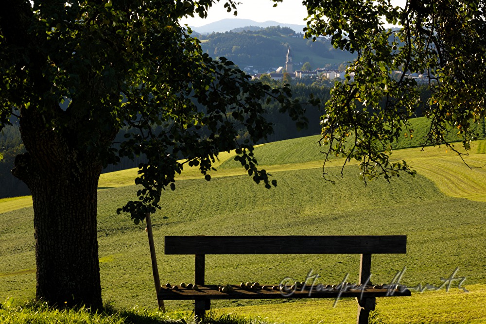 Bank mit Birnen unter einem Birnenbaum