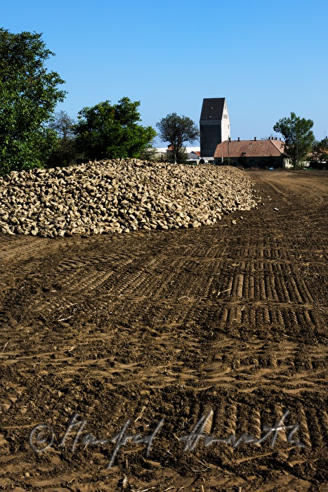 Traktorspuren im Zuckerrübenfeld