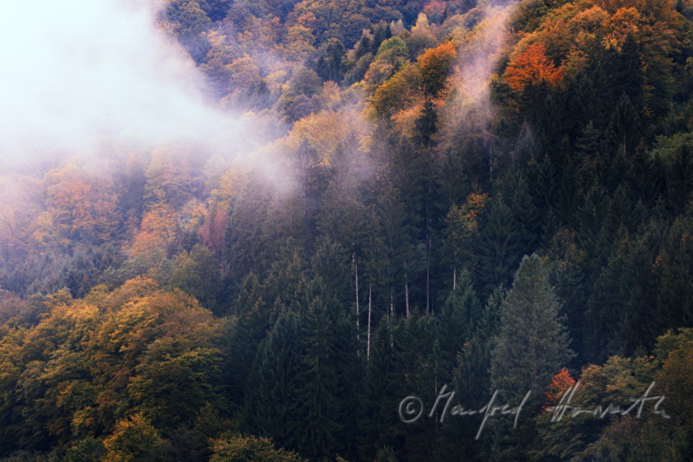 tiefe Schleierwolke über dem Herbstwald