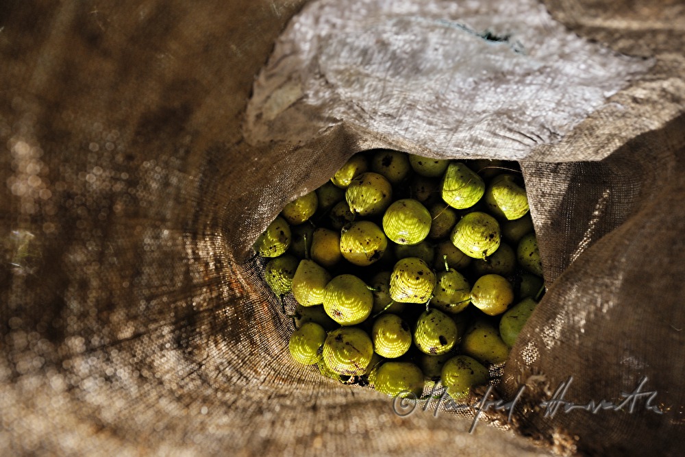 Äpfel in einem Jutesack bei der Ernte