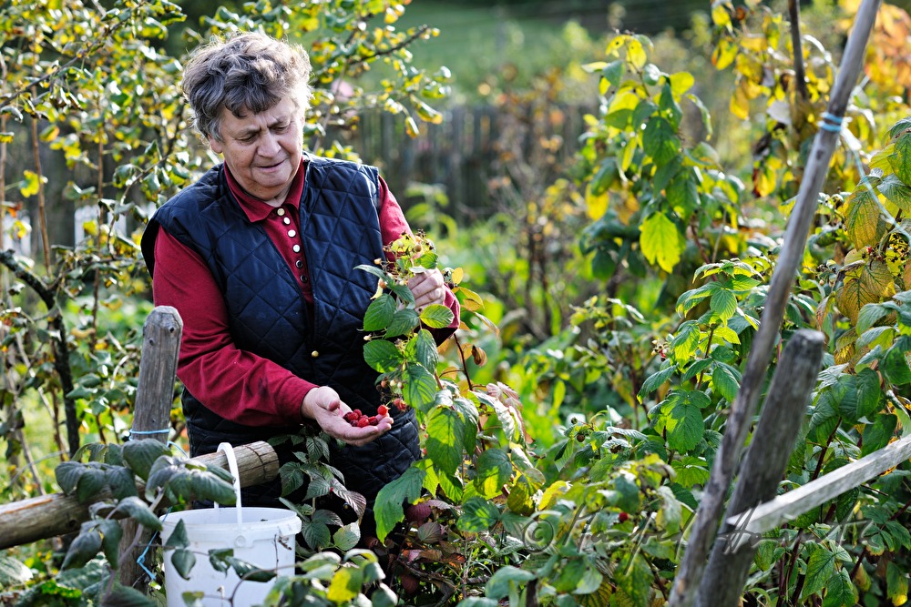 Bäuerin erntet Brombeeren in ihrem Garten