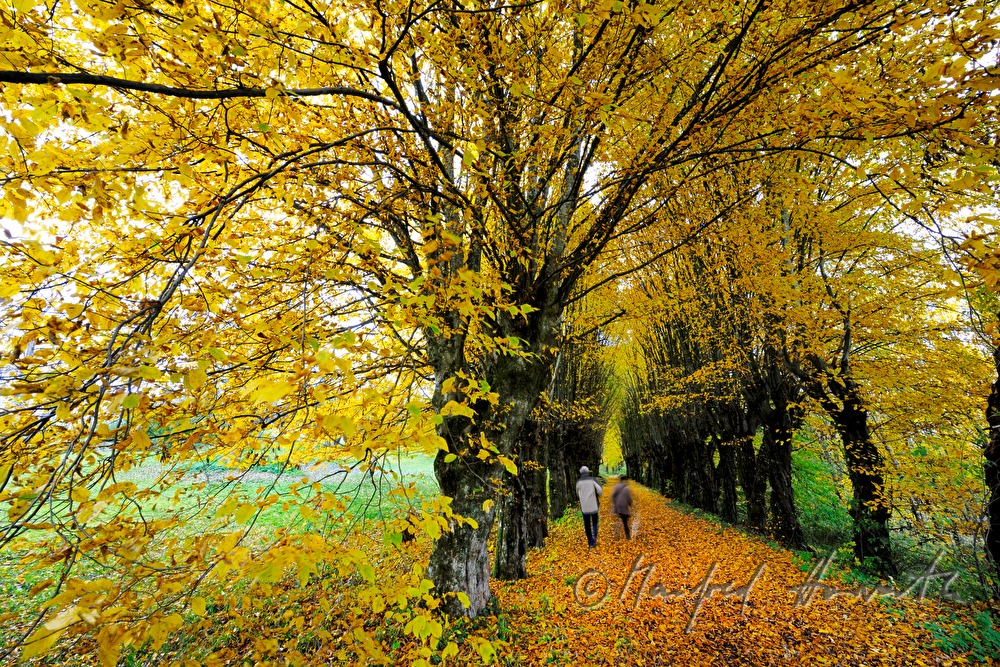 Hainbuchen-Allee aus dem Jahr 1695