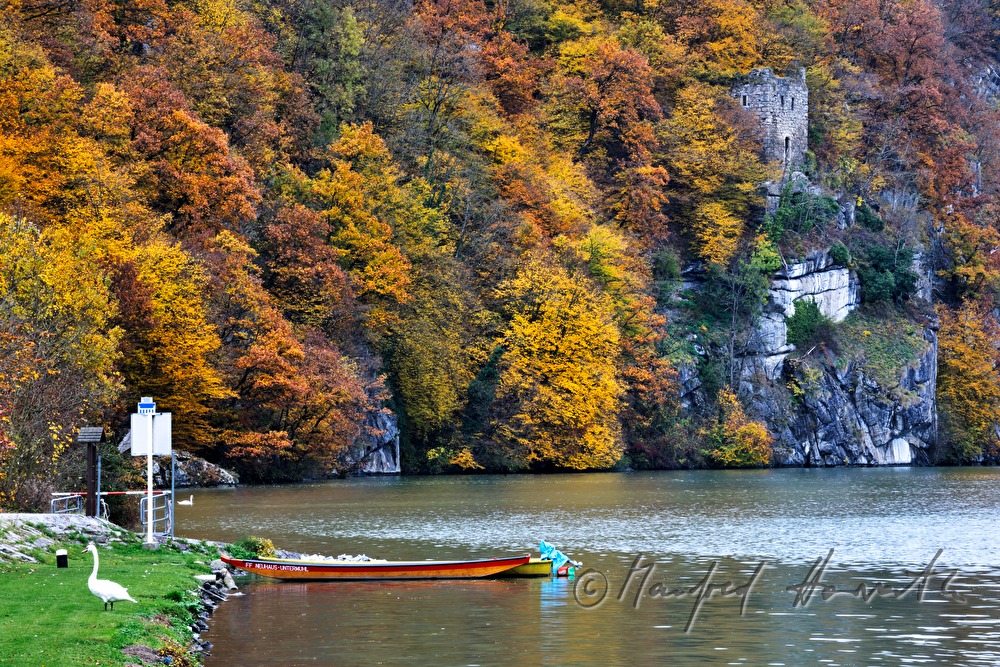 Schwan und Ruderboot am Ufer der Donau