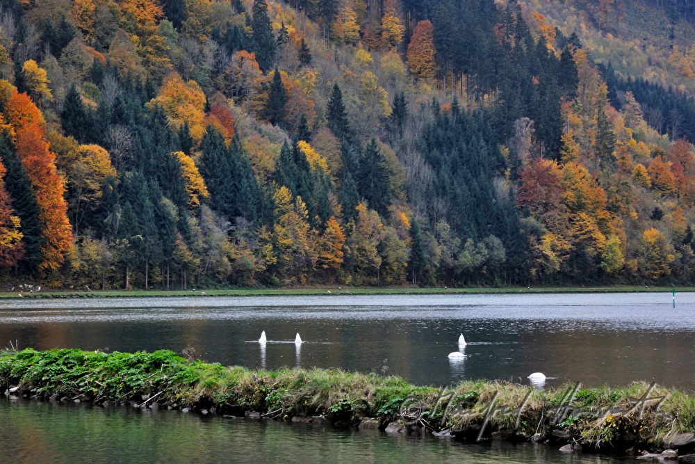 tauchende Schwäne am Ufer der Donau