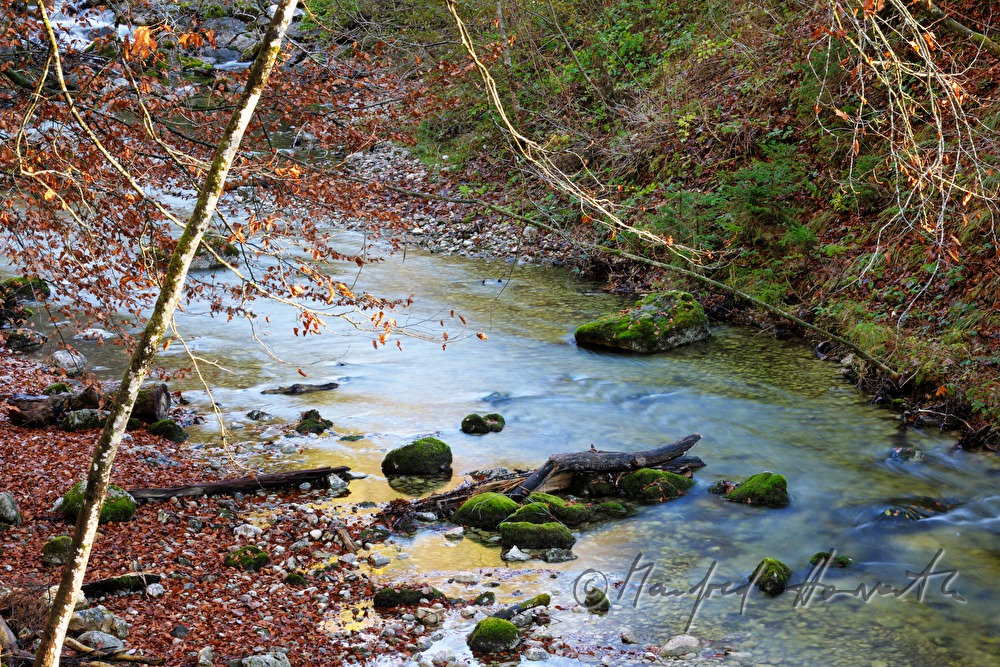 bemooste Steine im Toplitzbach