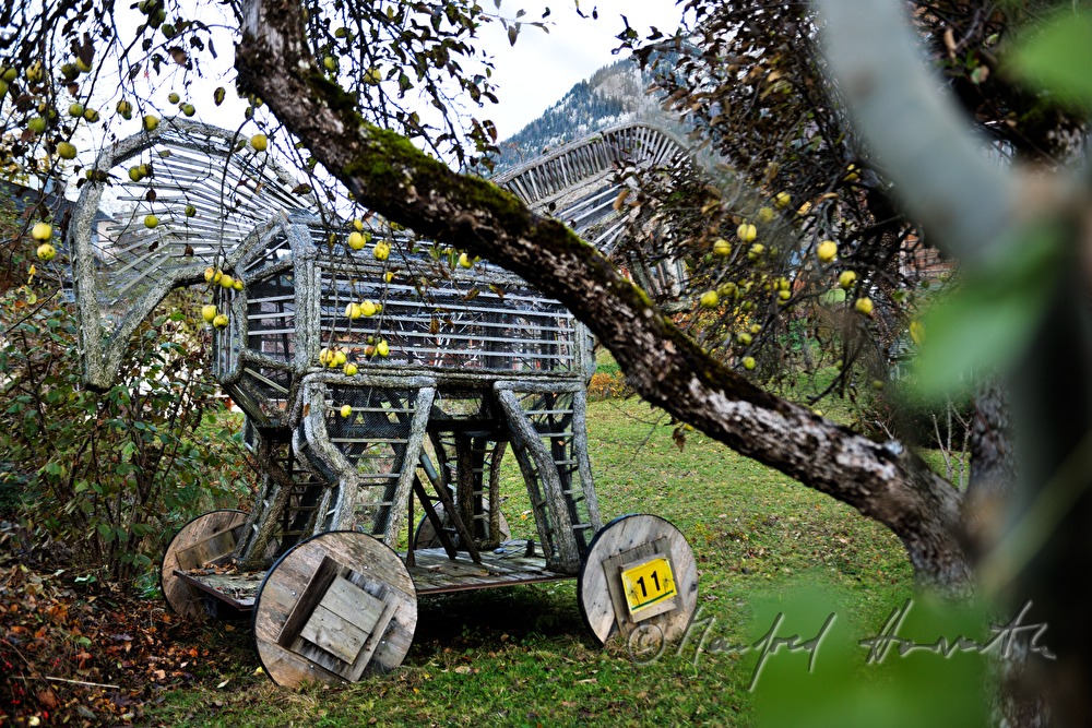 Trojanisches Pferd im Obstgarten (Relikt vom Narzissenfest)
