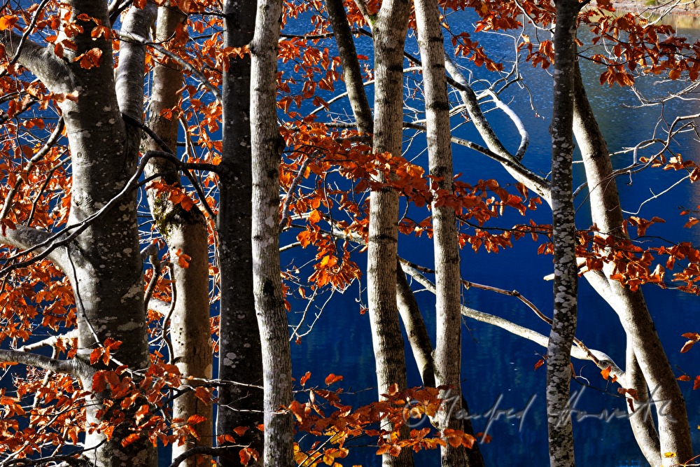 Laubwald in Herbstfarben