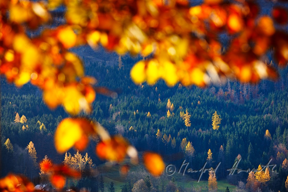 Laubwald in Herbstfarben