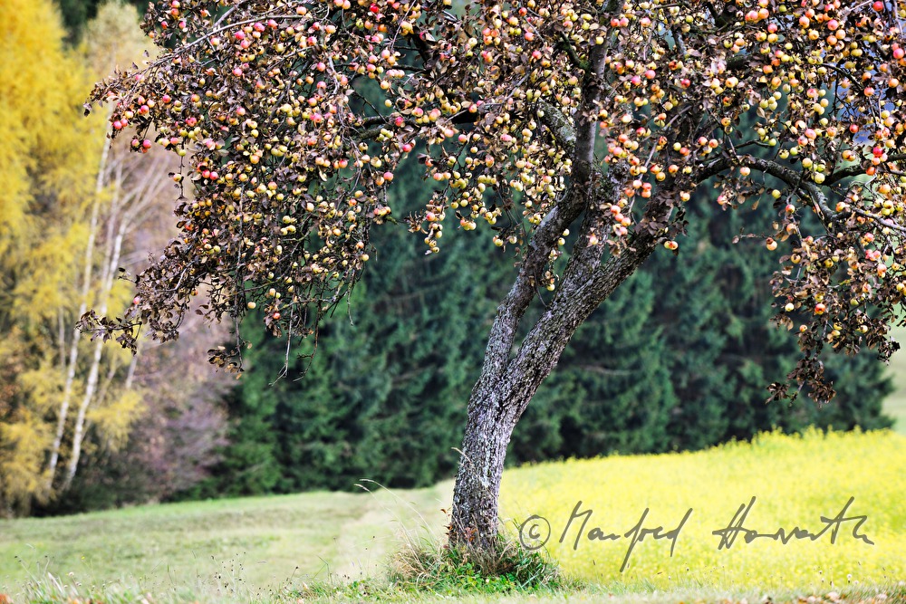 Apfelbaum voll mit Früchten