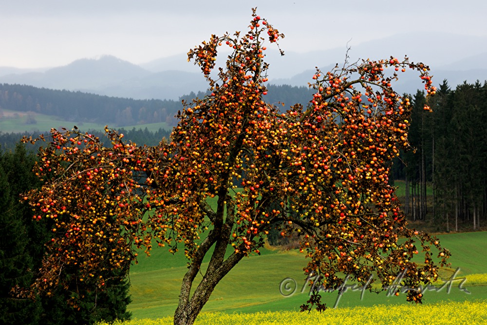 Apfelbaum voll mit Früchten