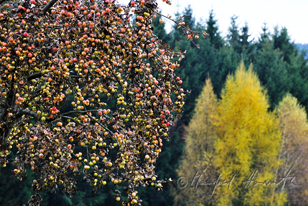 Apfelbaum voll mit Früchten
