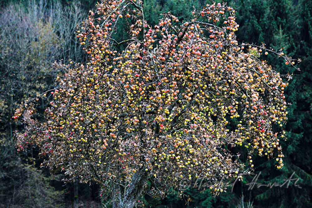 Apfelbaum voll mit Früchten