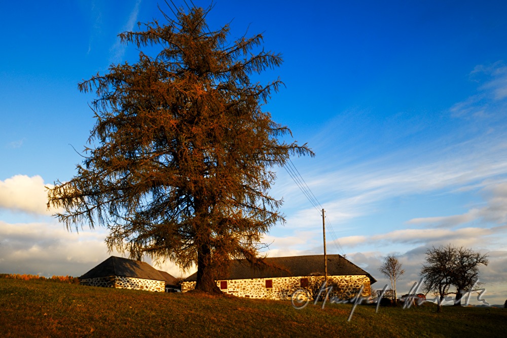 Bauernhaus in Steinblass-Bauweise und Lärchenbaum
