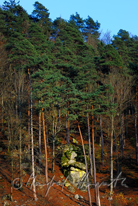 Granit-Findlinge auf einem Hang des Waldaist-Tales