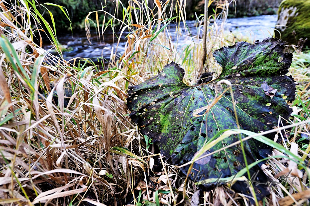 Pflanzen am Flussufer der Waldaist