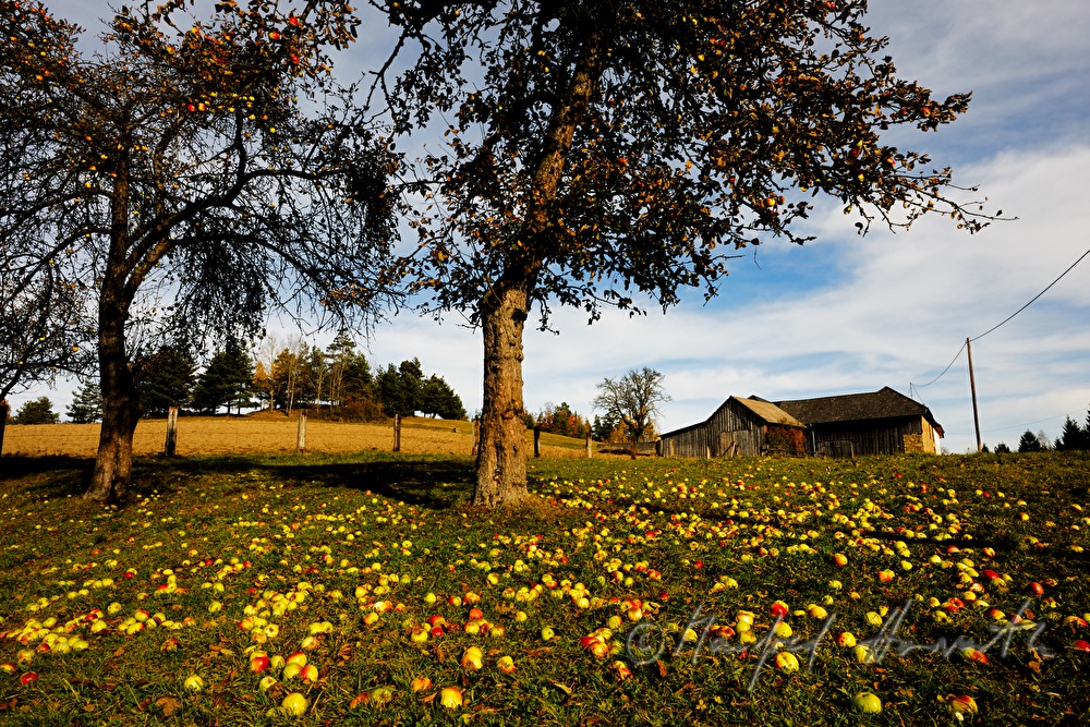 Apfelbäme mit abgefallenen Früchten