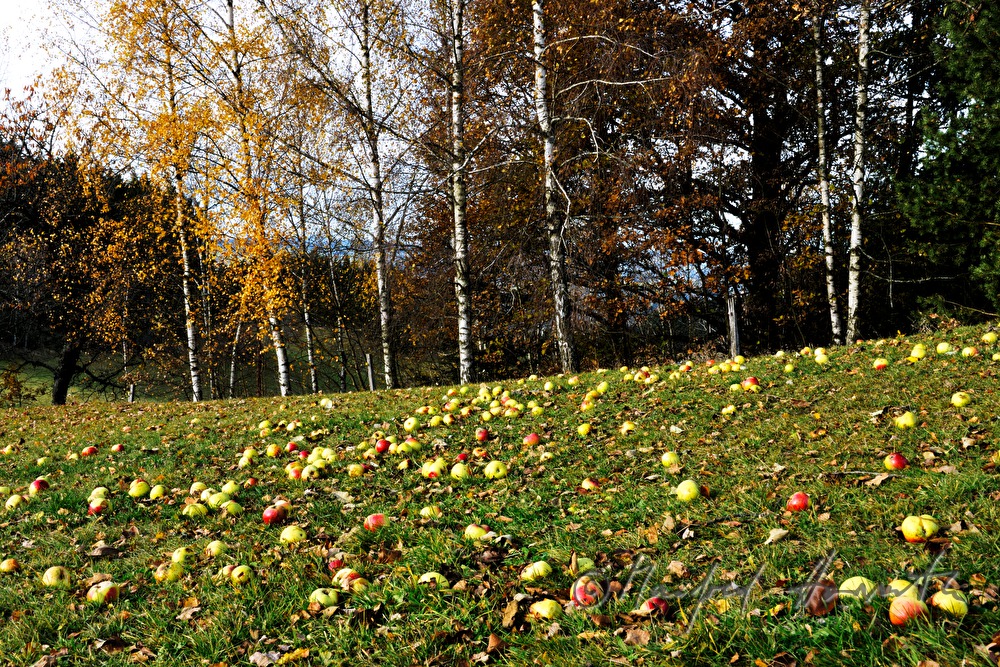 Apfelbäme mit abgefallenen Früchten