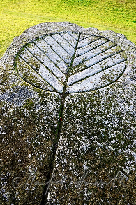 Pechölstein im Wald