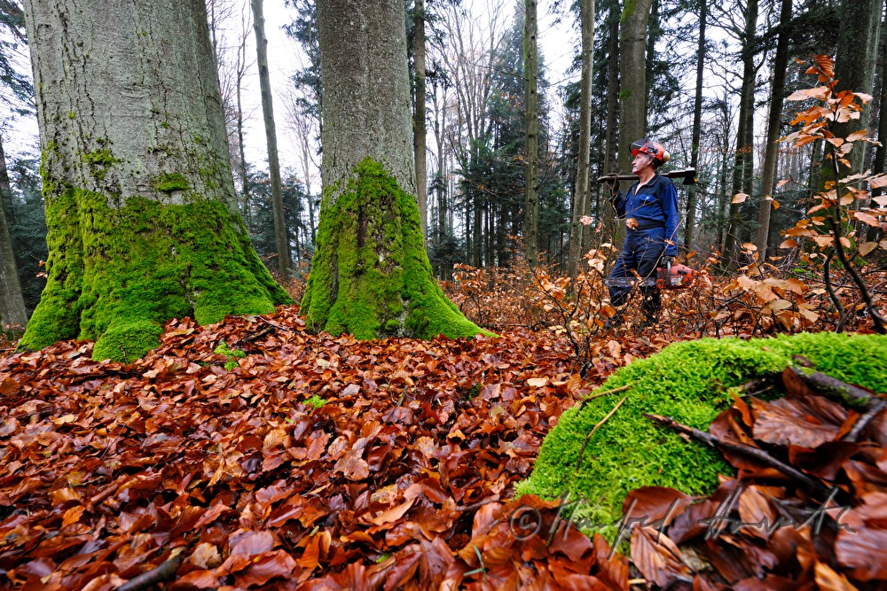 Holzknecht auf dem Weg zur Holzschlägerung