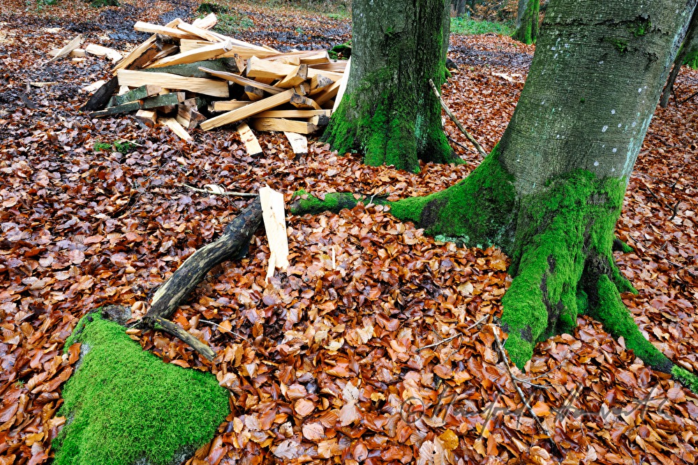 Holzscheite liegen verstreut am Waldboden