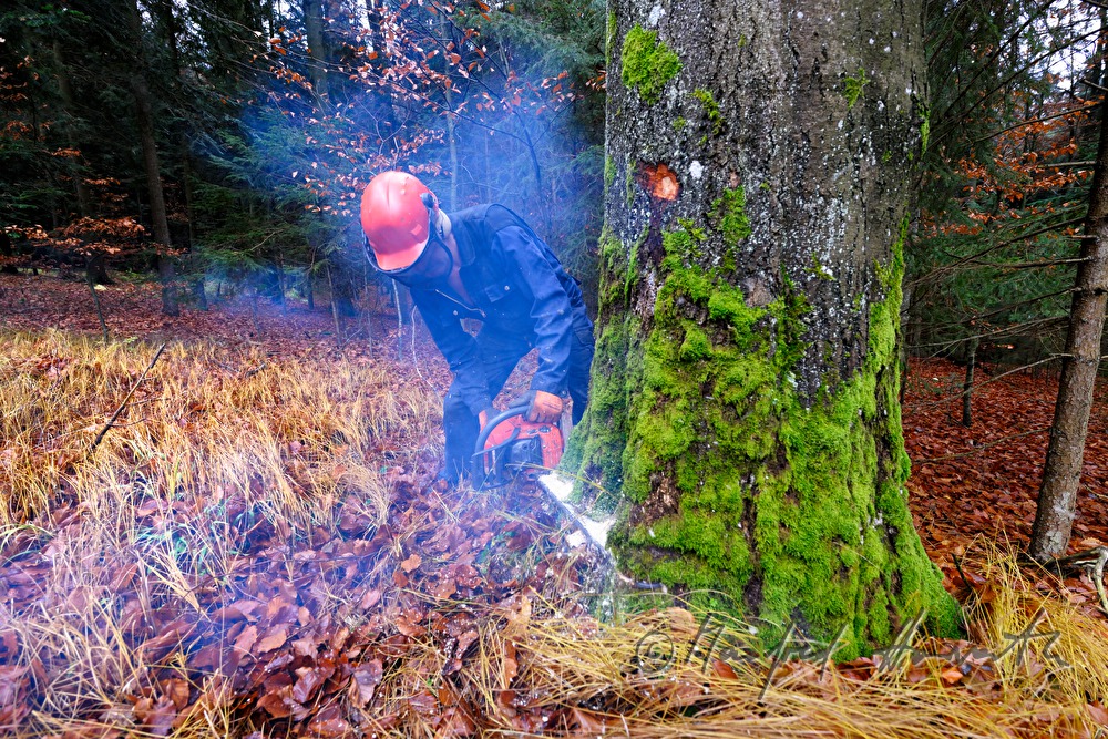 Holzknecht schlägert eine grosse Buche
