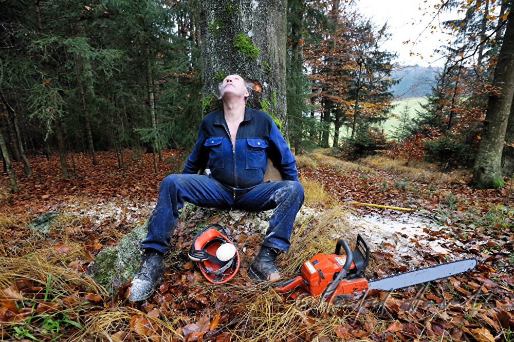 Holzknecht schlägert eine grosse Buche