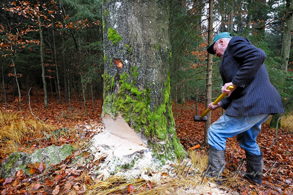Holzknecht schlägert eine grosse Buche
