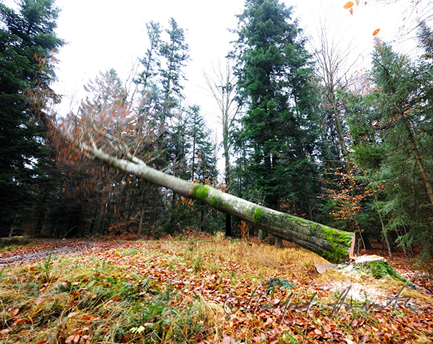 Fällen einer großen Weißbuche
