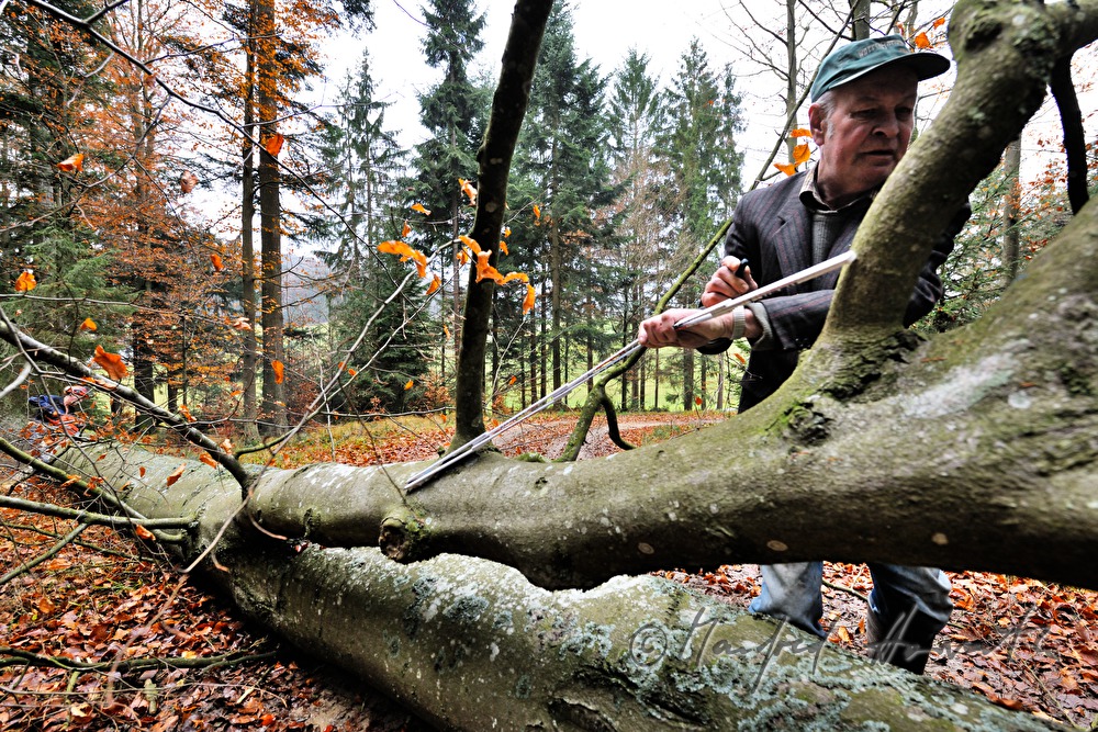Holzknecht markiert wo der Stamm geschnitten wird