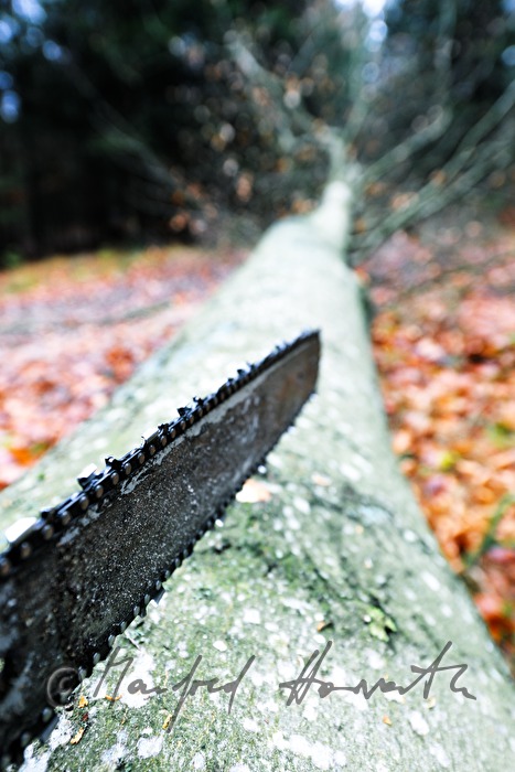 Holzknecht schlägert eine grosse Buche