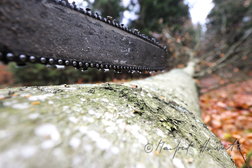 Holzknecht schlägert eine grosse Buche