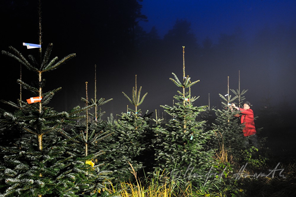 Christbaumhof Raith: Franz Raith putting labels on the trees