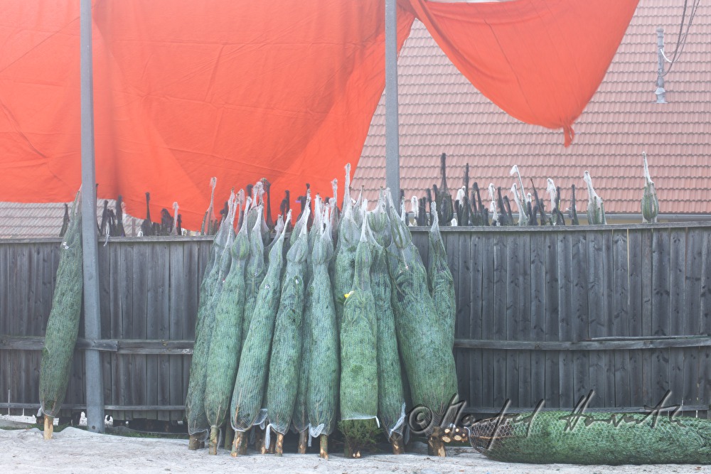 Christbaumhof Raith: Christbaumverkauf im Nebel
