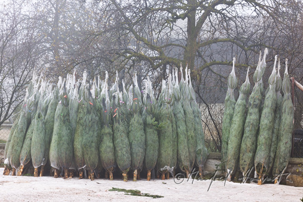 Christbaumhof Raith: Christbaumverkauf im Nebel