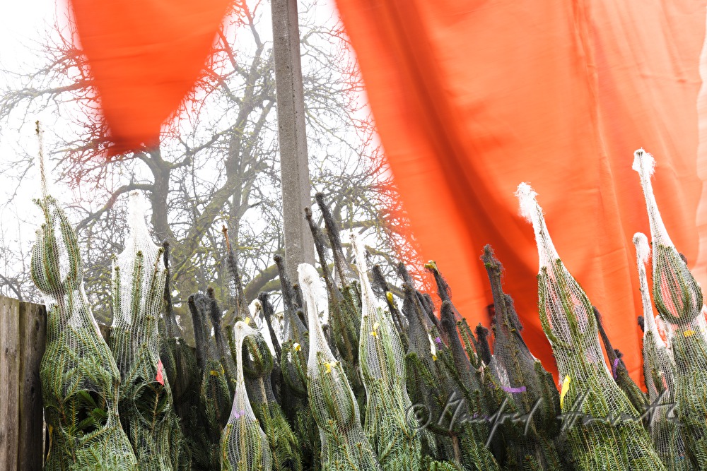 Christbaumhof Raith: Christbaumverkauf im Nebel