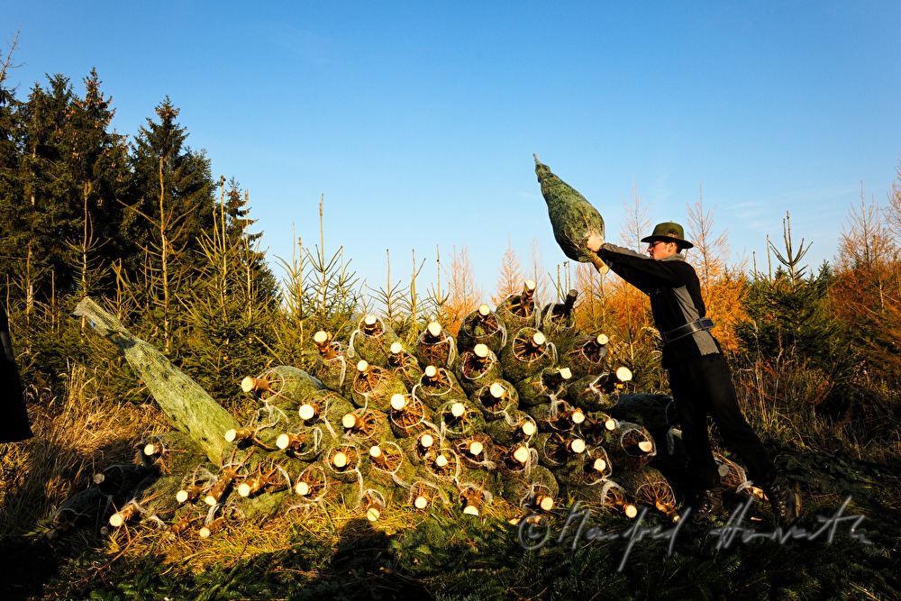 Christbaumhof Raith: Erntearbeiter und Verpackungsgerät