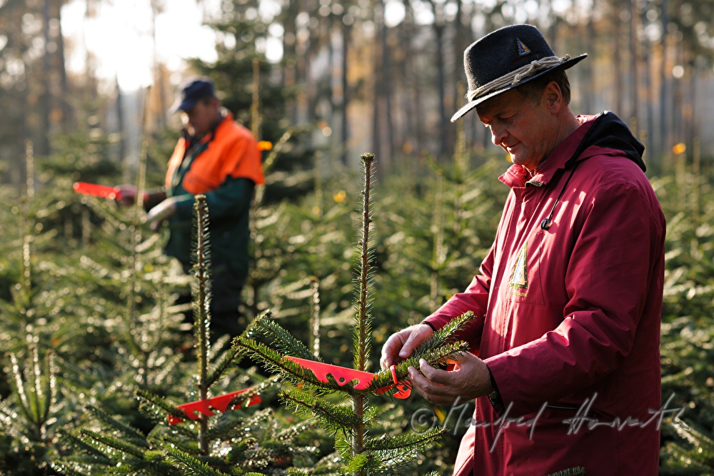 Christbaumhof Raith: Anbringen von Wuchsregulierungen