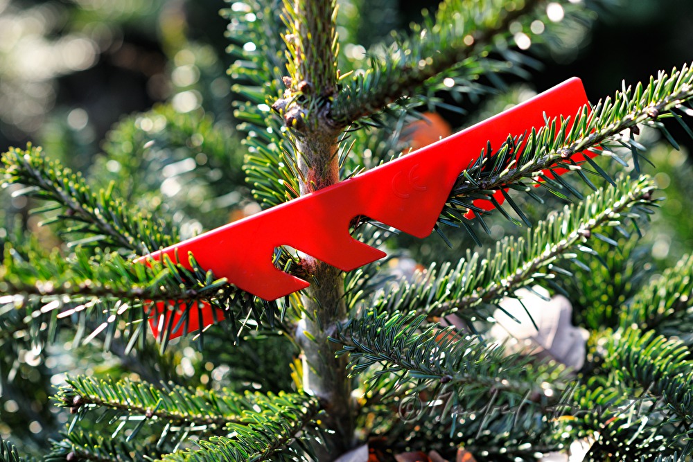 Christbaumhof Raith: Anbringen von Wuchsregulierungen