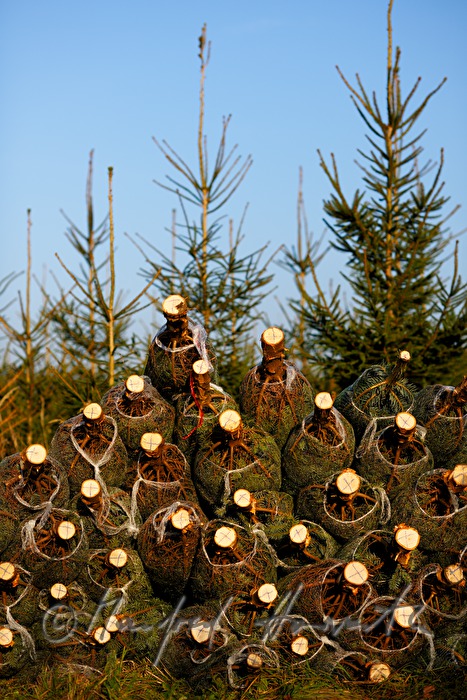 Christbaumhof Raith: Stapel von verpackten Christbäumen