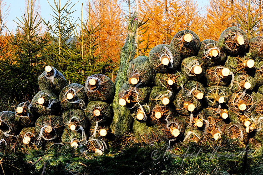 Christbaumhof Raith: Stapel von verpackten Christbäumen