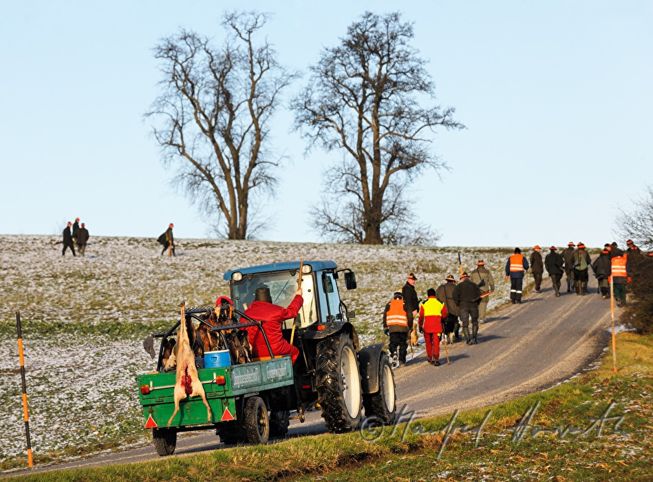 Wagen mit erlegtem Wild bei einer Treibjagd mit Feldhasen