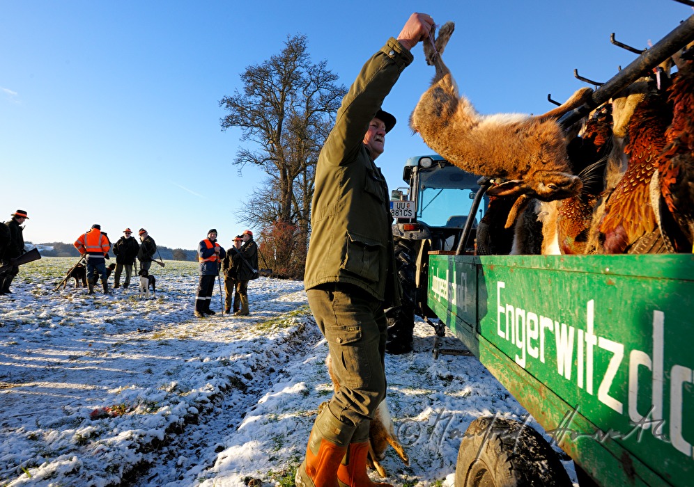 Wagen mit erlegtem Wild bei einer Treibjagd mit Feldhasen