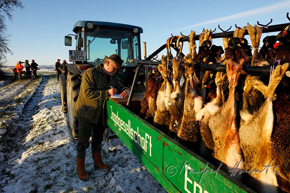 Wagen mit erlegtem Wild bei einer Treibjagd mit Feldhasen