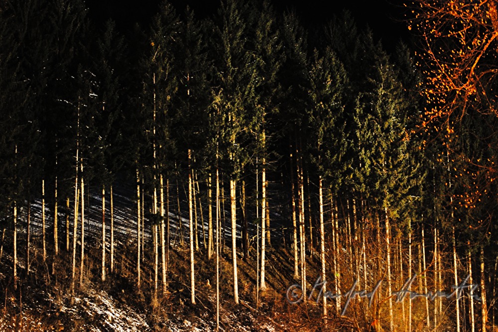 Nadelwald und zwei Laubbäume im Winter